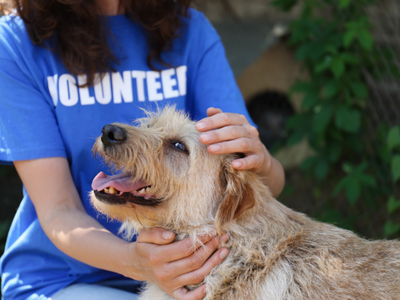 Woman in a blue shirt that reads "volunteer" pets small brown scruffy dog.